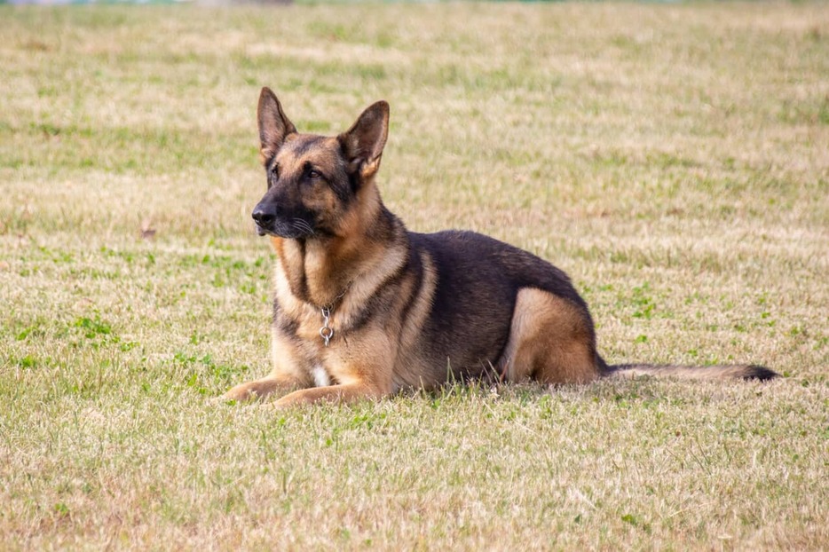 犬の命が軽んじられた戦時下において、未来にその命と文化を繋ごうとする人々がいなければ、今の日本人と犬たちの関係性はまた違っていたかもしれない。