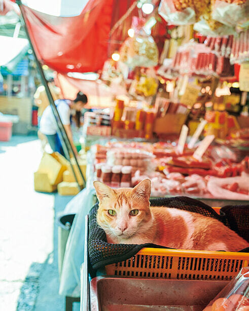 市場内は猫だらけ。猫好きなら楽しいはず。