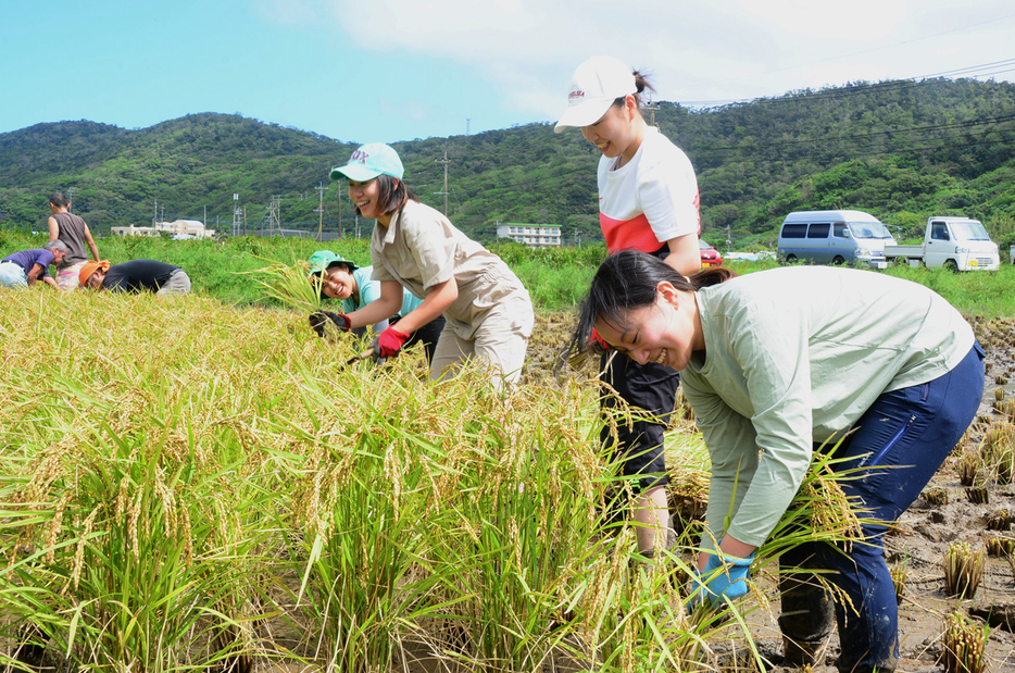 卒業研究の一環で来島し、稲刈りを体験する千葉大の学生ら＝26日、鹿児島県龍郷町秋名・幾里