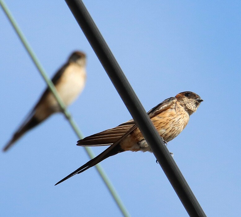 越冬地への旅立ちが近いコシアカツバメ。この地で生まれ育った鳥たちに、「またね」＝2024年9月26日午前8時10分、兵庫県丹波篠山市内で