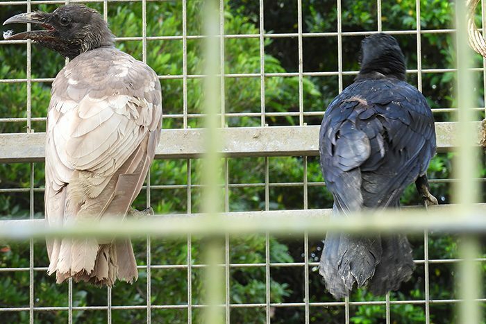 農場で見つかった通常の黒いカラスと薄茶色のカラス＝23日、国頭村浜