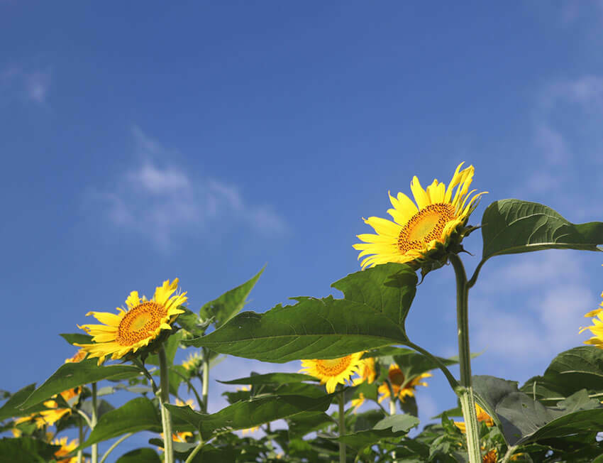 冷房が使えない夏場の災害に備えよ！