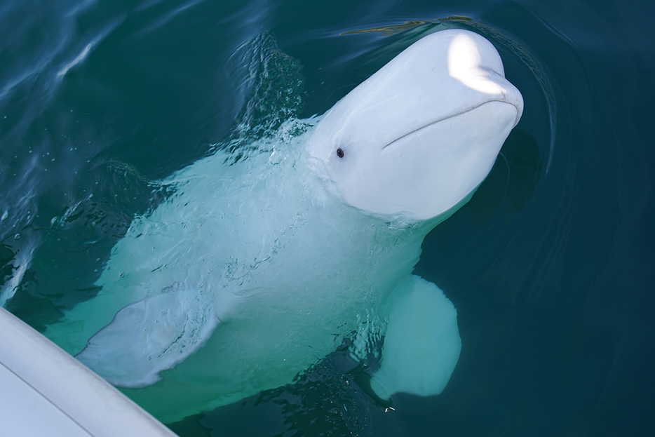 ノルウェー北部で発見されたシロイルカのバルジーミル（Shutterstock.com）