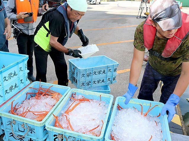 水揚げしたベニズワイガニを氷で冷やす漁師