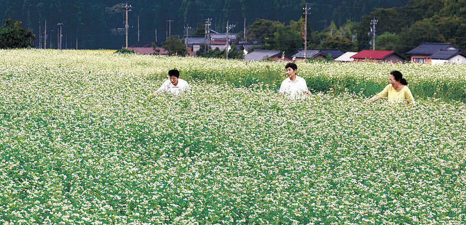 ソバの花が満開となった畑=白山市三ツ屋野町