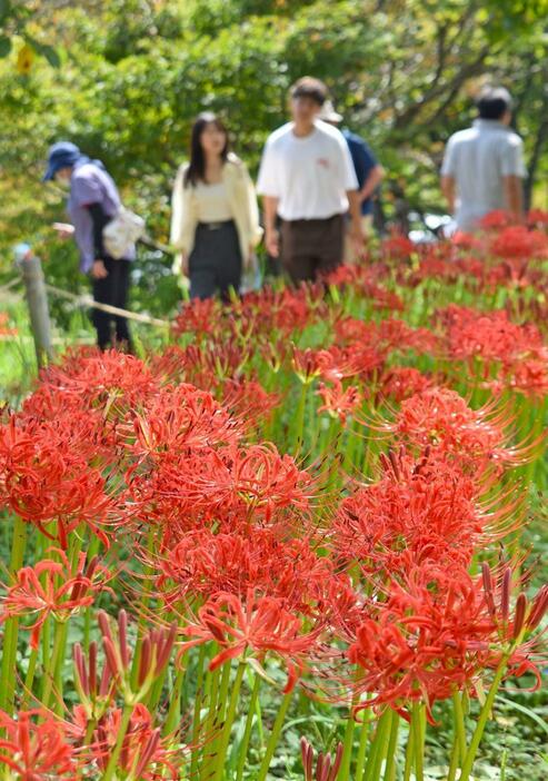 ヒガンバナが咲き始めた雪国植物園=9月29日、長岡市