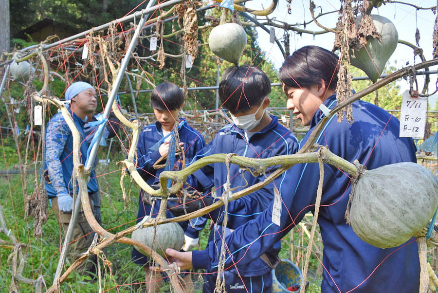 清内路かぼちゃを収穫する阿智高生徒