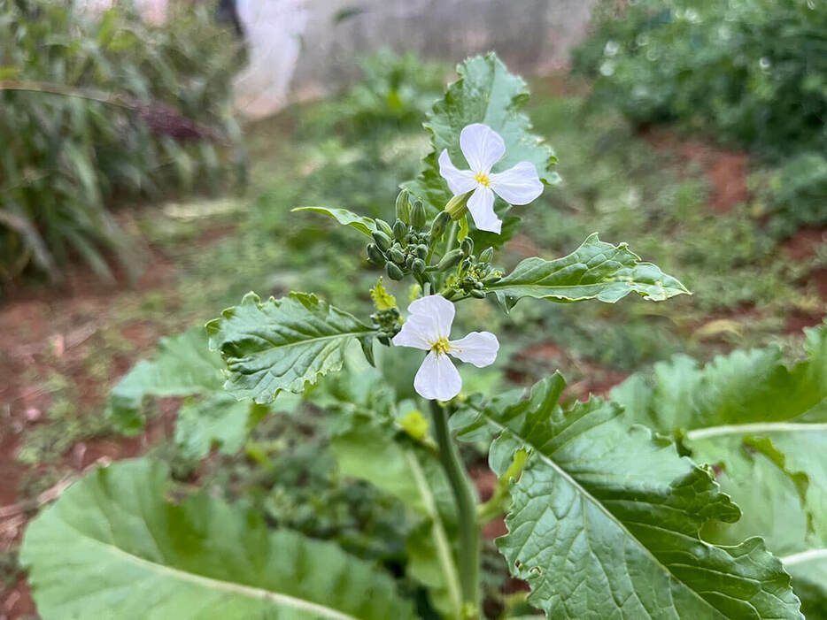 島ダイコンの花。花が咲いてもスが入りにくいのが特徴。（写真提供／西川真衣子）