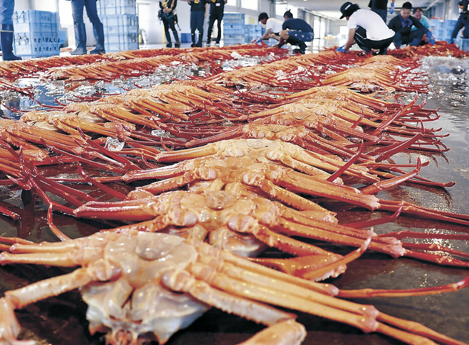 卸売市場に並べられたベニズワイガニ＝射水市の新湊漁港