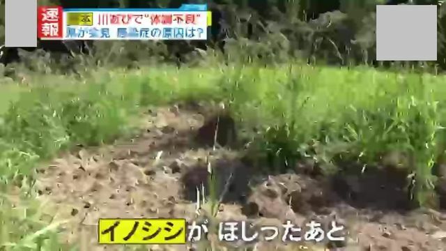 滝の上流ではイノシシの出没が相次ぐ