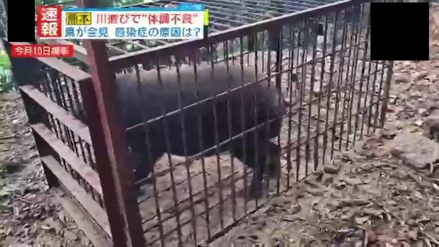 野生動物が細菌・ウイルスを水辺に…？