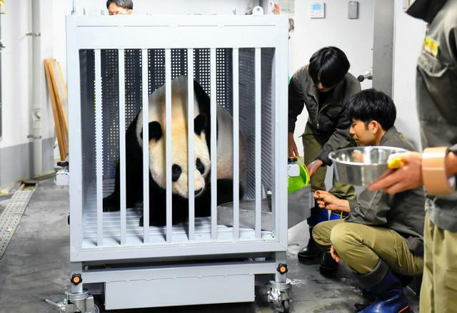 パンダ舎内で輸送箱に入れられたリーリー=2024年9月29日、上野動物園、東京動物園協会提供