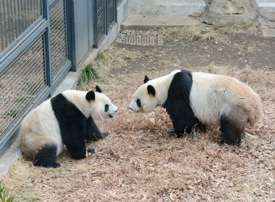 ジャイアントパンダのシンシン（左）とリーリー＝2017年、東京・上野公園（公益財団法人東京動物園協会提供）