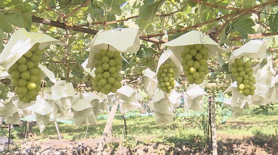 今年も産地のブドウは上出来