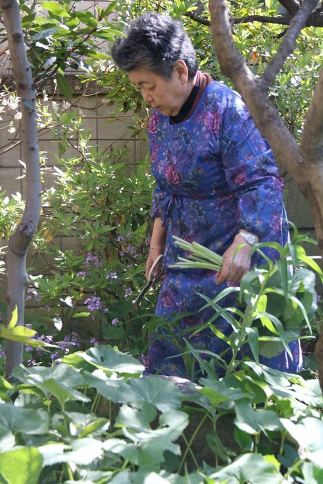 庭のふきを収穫する川嶋みどりさん