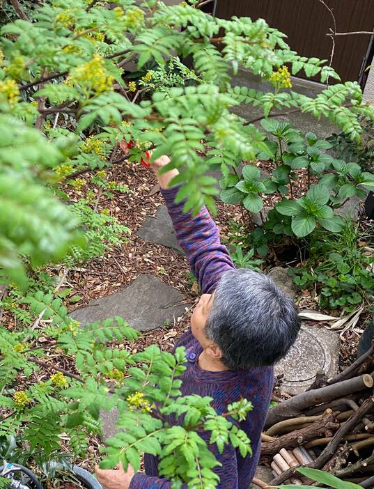 庭で山椒の花を収穫。花は、2～3日で終わってしまうので貴重なもの。佃煮にすると、香りがよくおいしいです