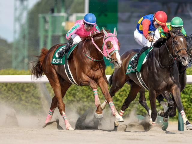 シリウスSに出走のオメガギネス(撮影：下野雄規)