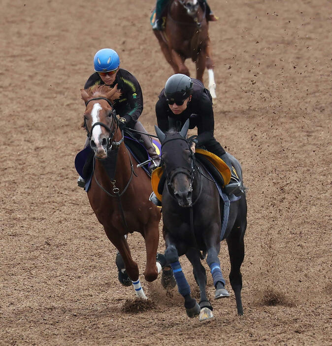 トウシンマカオ（左）は菅原明騎手を背に美浦ウッドでジュンブライトと併せ追い切られた（撮影・丹羽敏通）