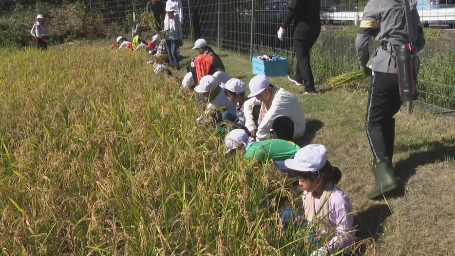 もち米を収穫する子供たち 愛知県岡崎市