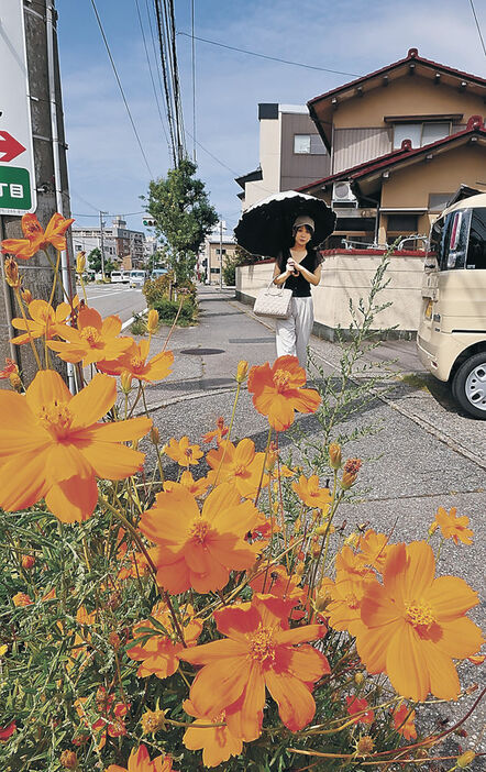 色鮮やかな花をつけるキバナコスモス＝１７日午前１１時半、金沢市菊川２丁目