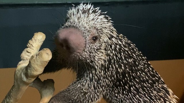 カワスイ 川崎水族館