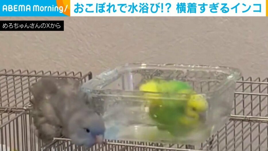 インコのベルちゃん（2歳）とナギちゃん（2歳）