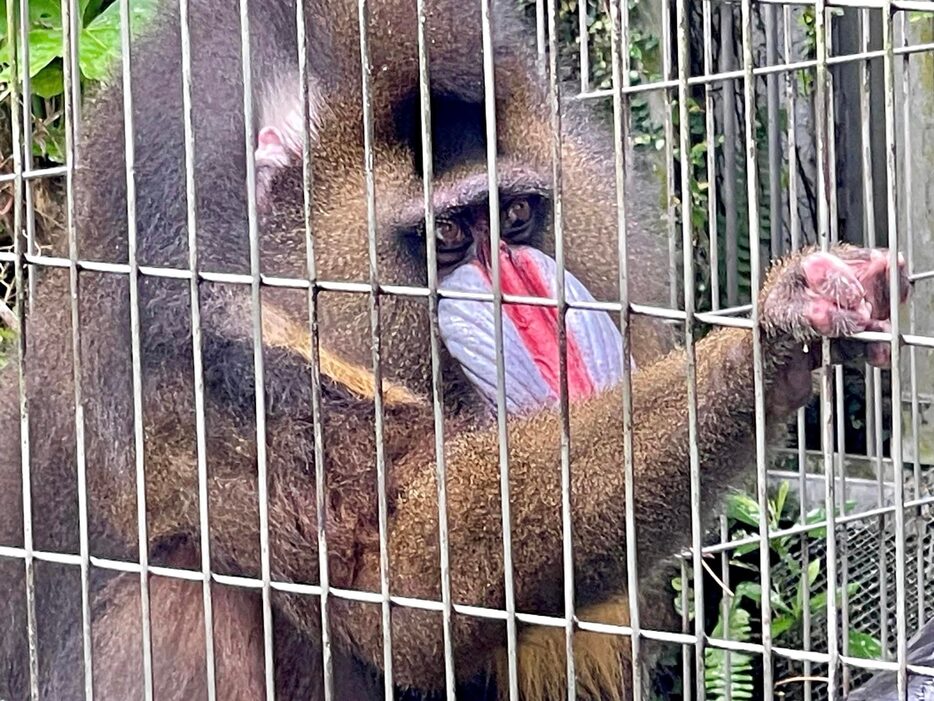 マンドリルの茶吉