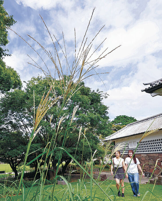 真夏の暑さの中、風に揺れるススキ＝１２日午前１１時半、金沢城公園