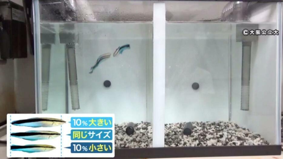 魚の体長が異なる3種類の写真を用意　©大阪公立大