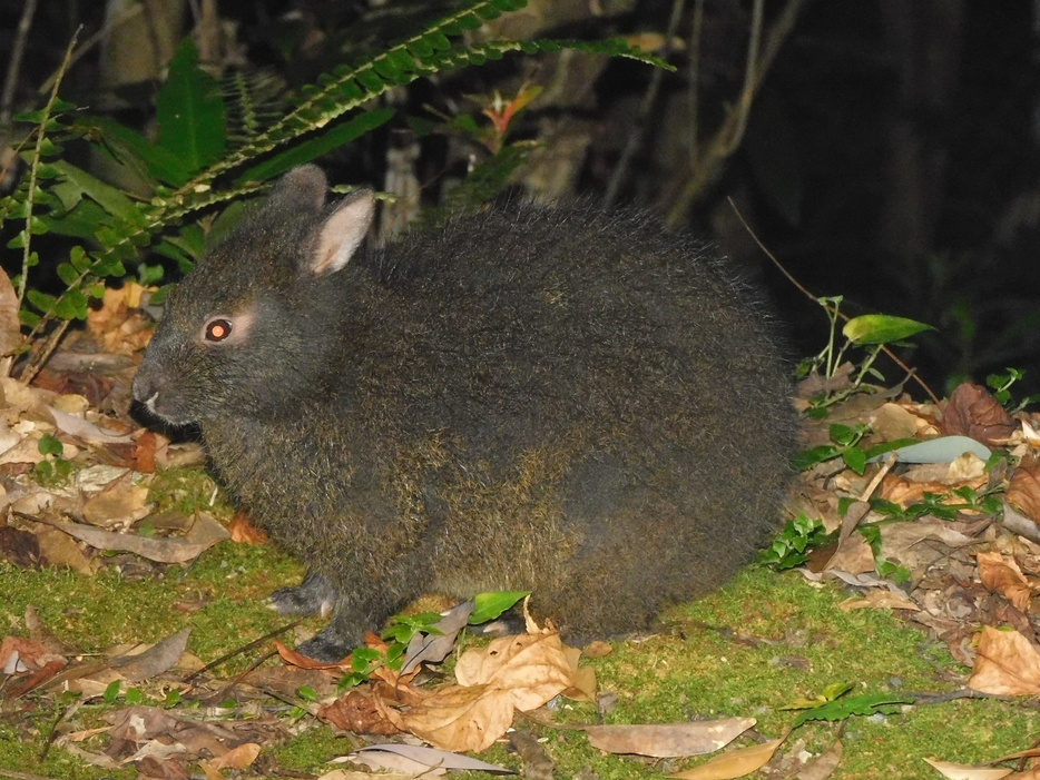 世界でも奄美大島と徳之島にしか生息しないアマミノクロウサギ。 野生で絶滅する危険性が高い「絶滅危惧IB種」だ。