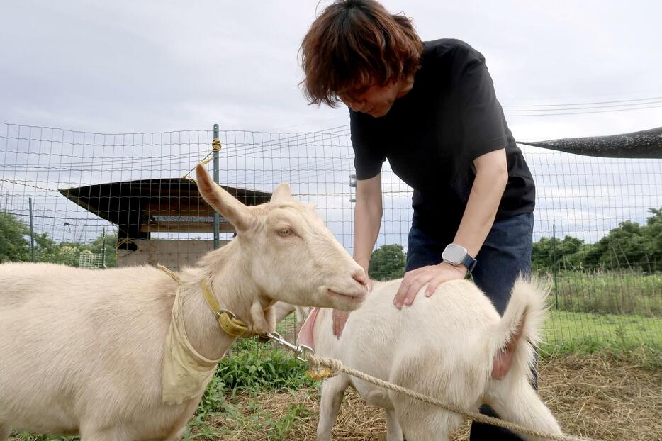 NPO法人「麦わら屋」が飼育するヤギと小野介也理事長＝2024年7月、前橋市