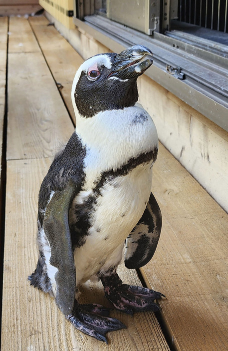 日間賀島で開かれていた動物との触れ合いイベントで逃げ出し、40キロ以上離れた海岸近くで保護されたケープペンギンの雌「ペン」＝8日、愛知県常滑市（劇団ペンターズ提供）