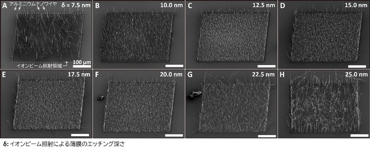 イオンビーム照射により薄膜から成長したナノワイヤの走査電子顕微鏡像。AからHの順にビーム照射時間が長くなり膜表面を深く削っている。ワイヤは密度が低いと長く、高密度だと短くなった（九州大学の木村康裕准教授提供）