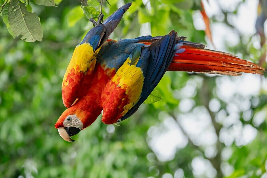 メキシコに生息するコンゴウインコは絶滅の危機に瀕している。その最後の健全な群れは、モンテス・アスーレス生物圏保護区に暮らしている。（Photograph By Tim Laman）