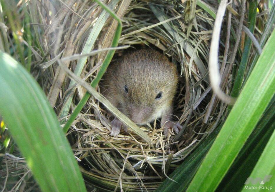 敷地内で確認されたカヤネズミ