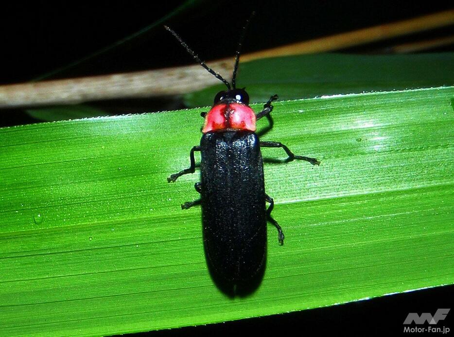 敷地内で確認されたゲンジボタル