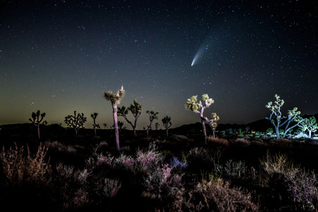 米カリフォルニア州のジョシュア・ツリー国立公園上空で観測された「ネオワイズ彗星（C/2020 F3）」（2020年7月19日撮影）。