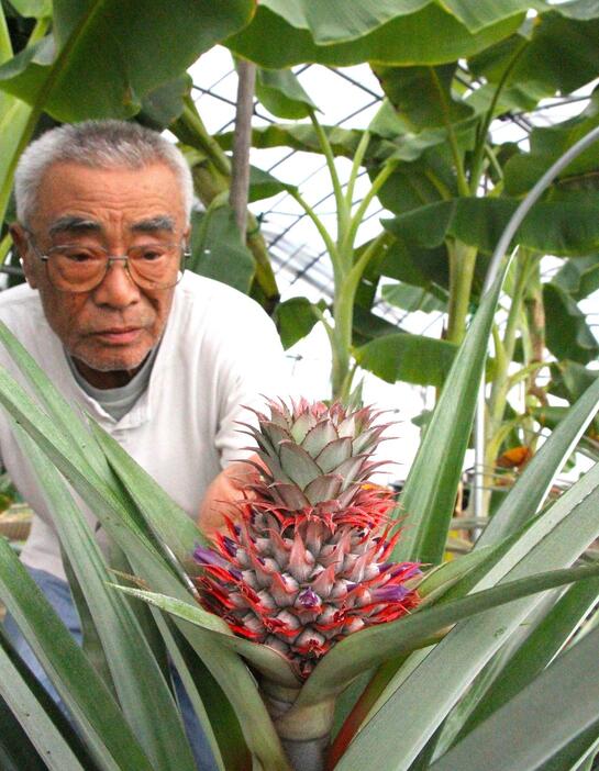 ビニールハウスで初めて花を咲かせたパイナップルを眺める上田さん＝兵庫県丹波市柏原町で