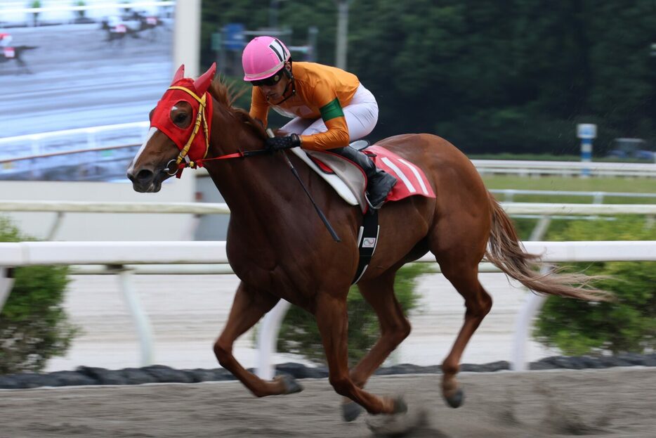 ミラク特別・グレートヒエンと岡村卓弥騎手 (C)高知県競馬組合