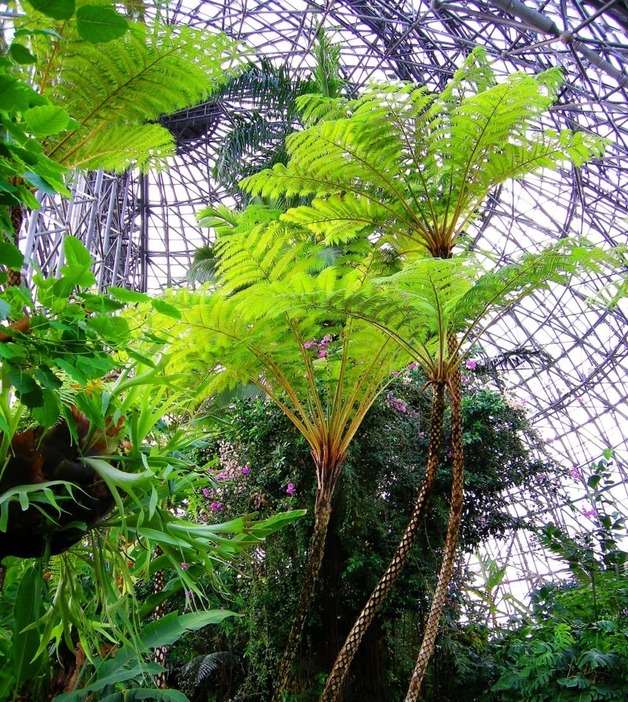 夢の島熱帯植物館