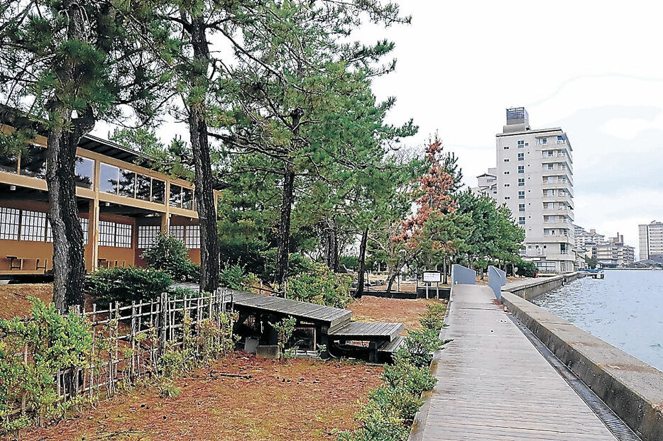 桜の苗木が植樹される湯っ足りパーク＝七尾市和倉温泉