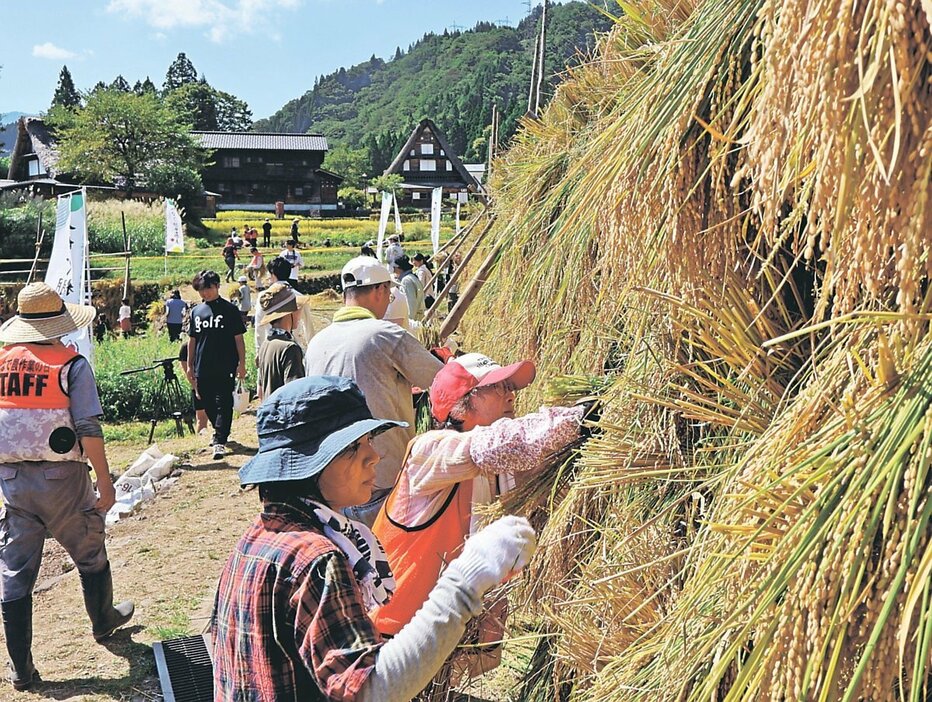 棚田で刈り取った稲をはさに掛ける参加者ら