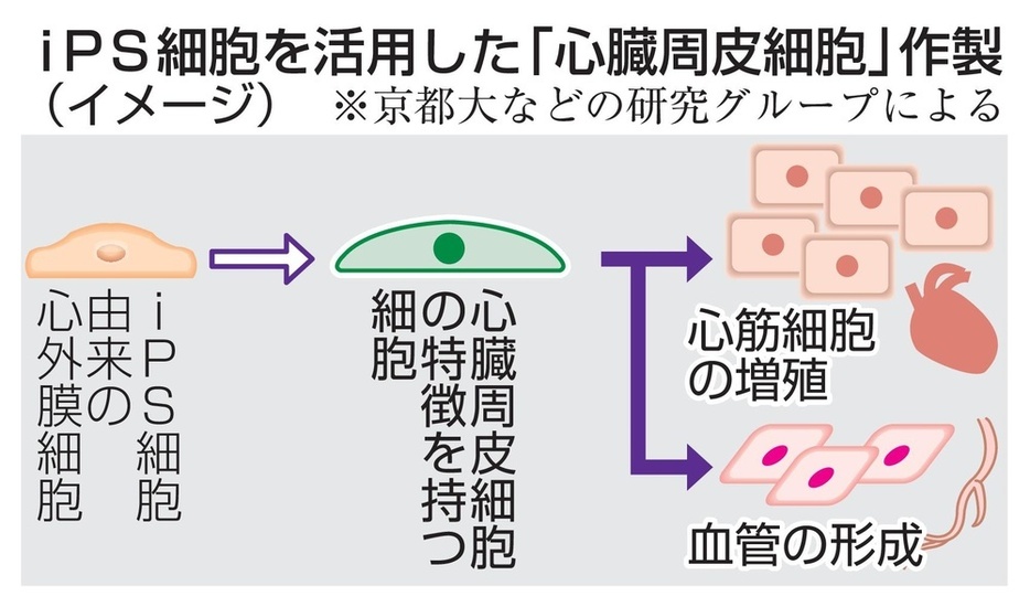 iPS細胞を活用した「心臓周皮細胞」作製（イメージ）