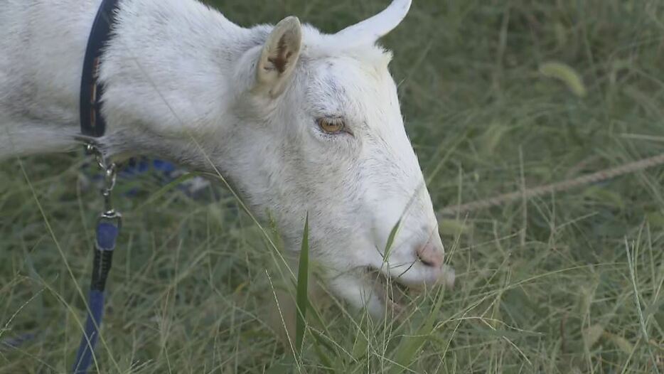 草を食べるヤギ