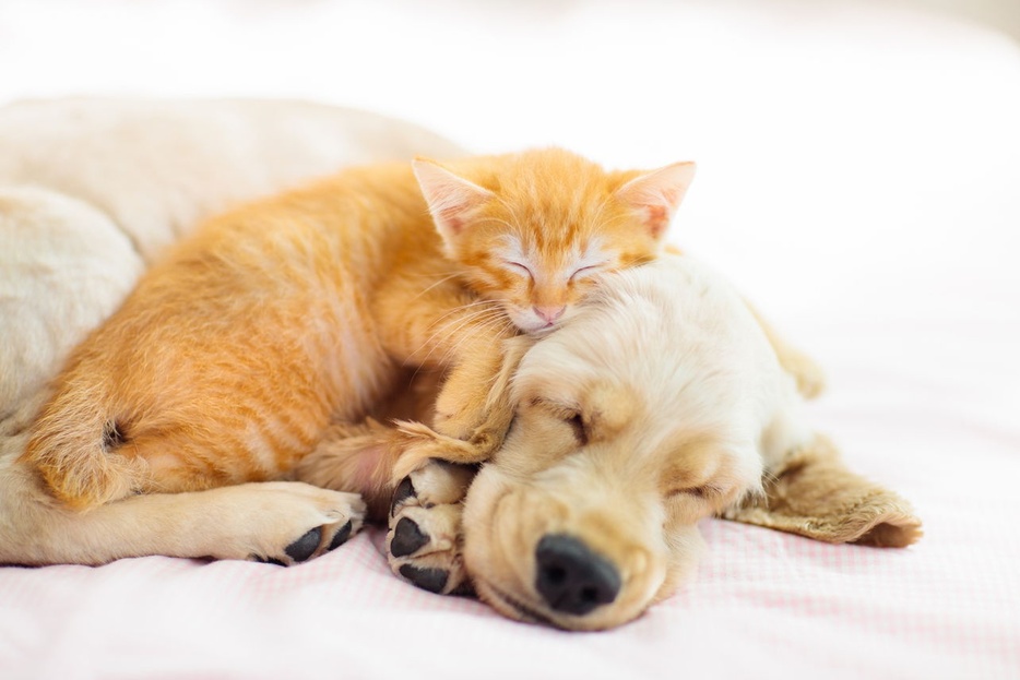 犬と猫が寄り添っている姿はとっても可愛い！