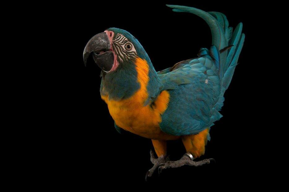 アオキコンゴウインコ。ヒューストン動物園（米国）で撮影。（PHOTOGRAPH BY JOEL SARTORE, NATIONAL GEOGRAPHIC PHOTO ARK）