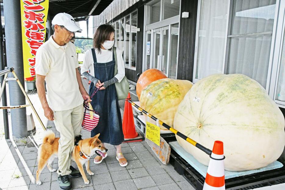 計量を待つジャンボカボチャ＝鴨川