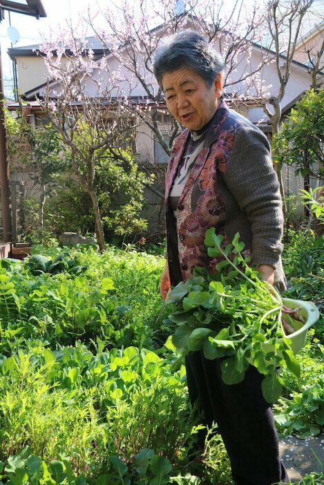 自宅の庭の家庭菜園で、大根を収穫している川嶋さん