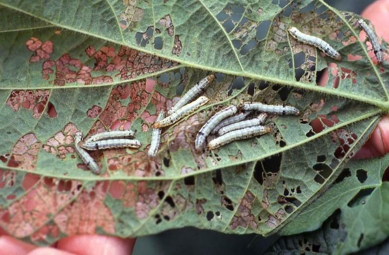 大豆の葉裏に群生したハスモンヨトウの幼虫（岡山県提供）