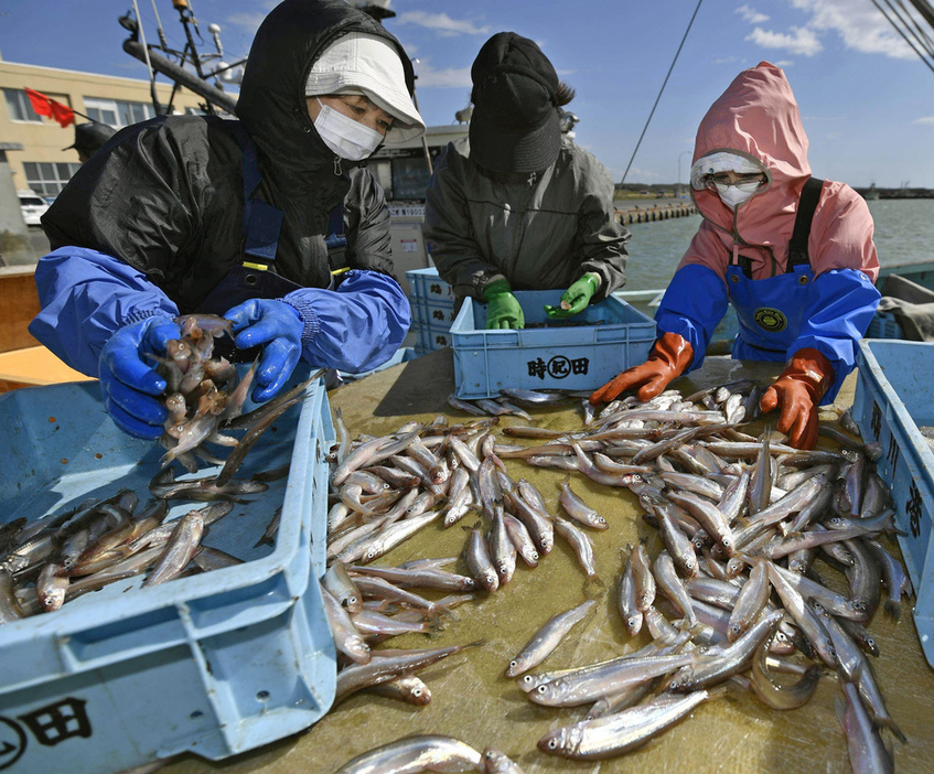 2018年10月、北海道むかわ町で水揚げされたシシャモを仕分けする漁業関係者